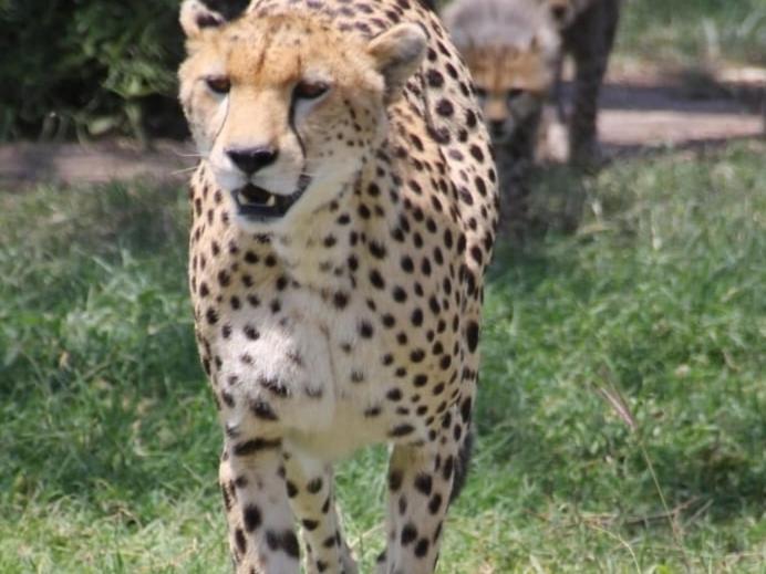 Maasai Mara Safari Camp In Kenya Bed & Breakfast Sekenani Exterior foto