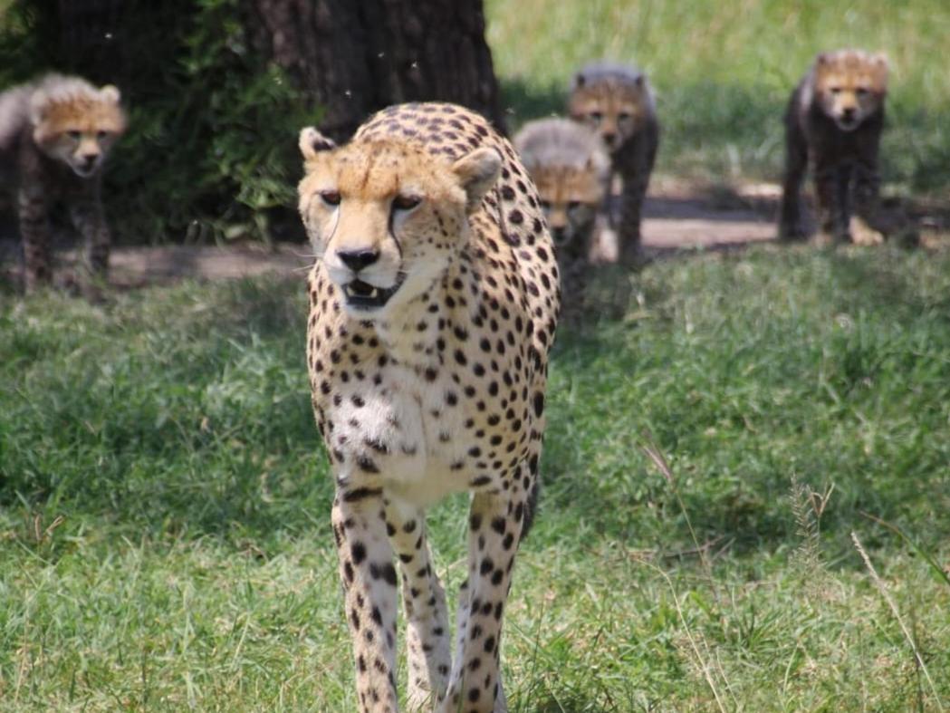 Maasai Mara Safari Camp In Kenya Bed & Breakfast Sekenani Exterior foto